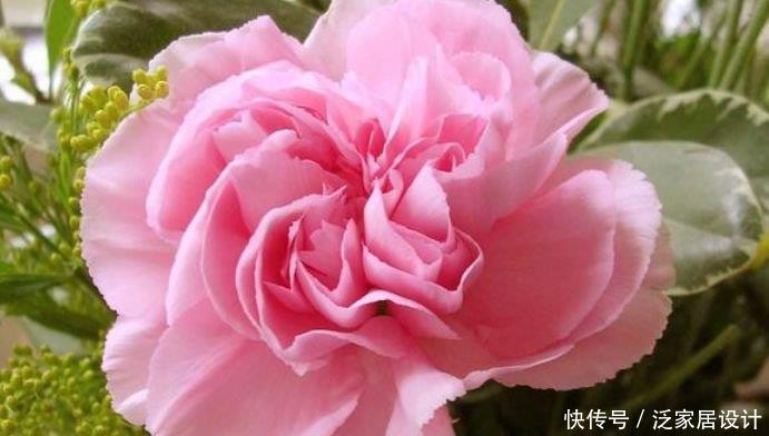 4种福运花,自带福气好养活,名字好听花更美,越养越上瘾