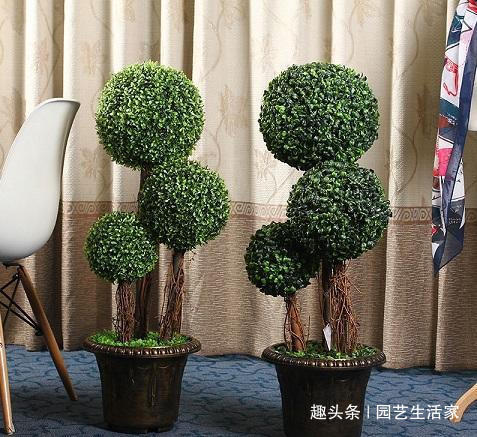 现在就种这三种树,碰土就活,年前长成小盆景!