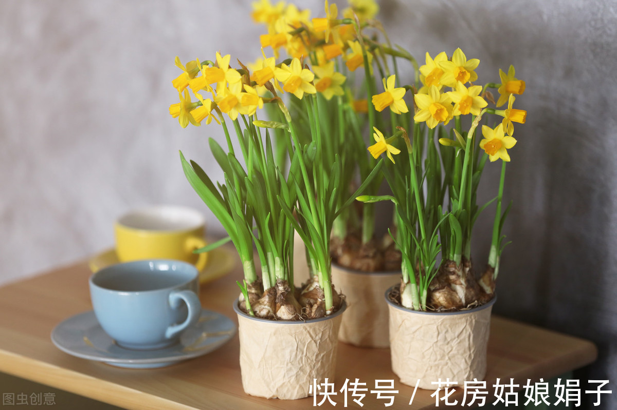 花卉|家居养花,有“2不养、3必养”,养对了,对家居生活才有益处