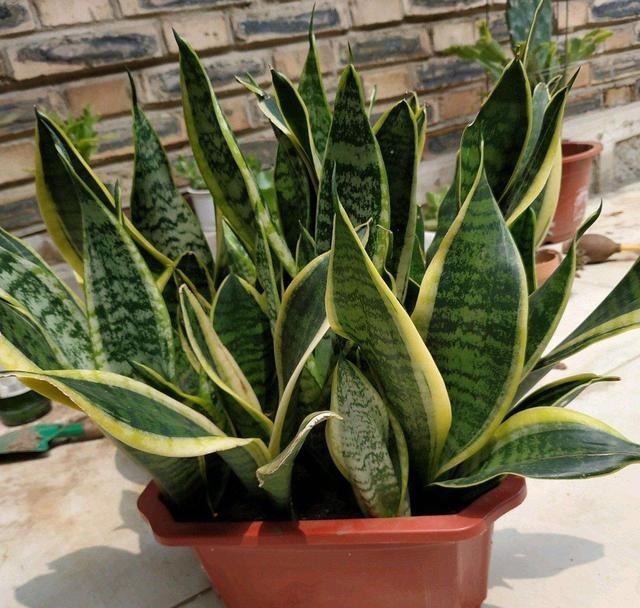 虎皮兰黄叶盆里放一勺“肥”,每片叶子绿油油,芽多叶多挤满盆