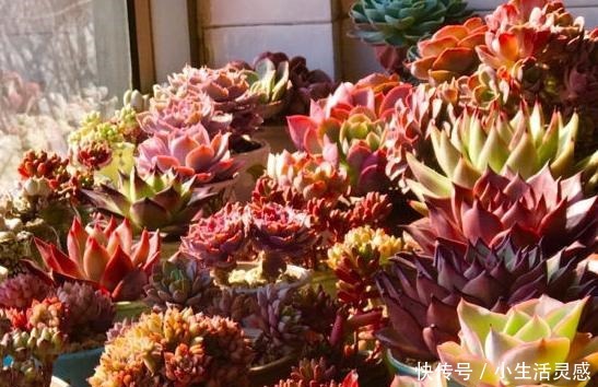 阳台养多肉的经验,这5点掌握了,或许在阳台一样养出极品多肉!