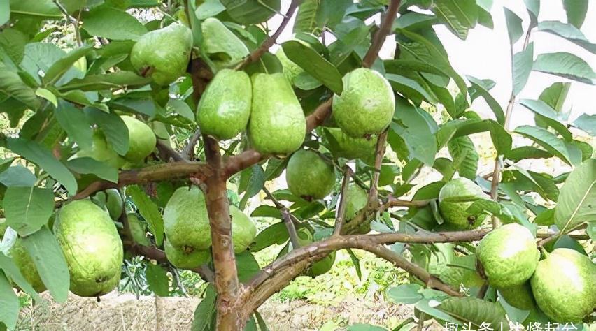 砂糖橘|冬季,有6种“时令水果”放开吃,应季新鲜维C多,走俏市场正便宜