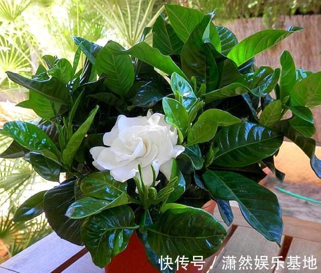 8种“漂亮花”,都可以扦插,剪个枝条就成活,省下很多钱