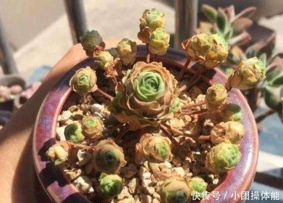 11种“肉圈”里常用的专用术语,想养好多肉,你必须了解!