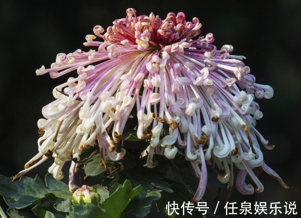 浇水|5款常见的菊花,放在阳台清新脱俗,不黄叶猛开花,造型妩媚,美