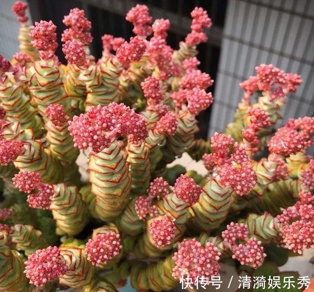 盘点10种“容易度夏”多肉，南北方花友，随便选、随便养