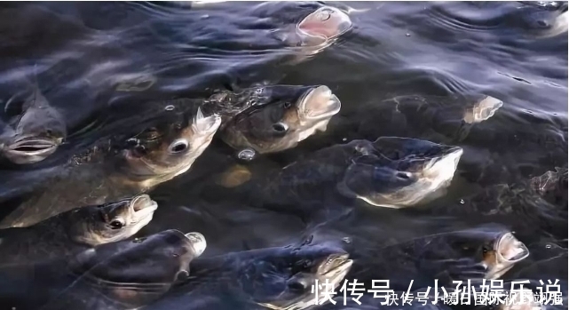 觅食|明白气压高低对钓鱼的影响,灵活应变一样能连杆
