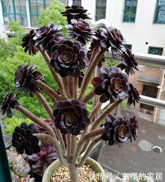 法师|多肉黑法师如何通过砍头一变多