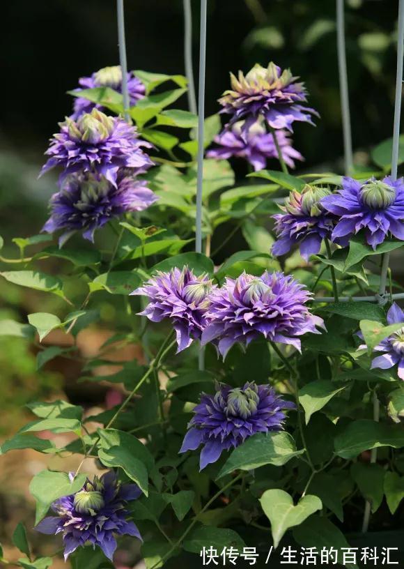 品种|此几种铁线莲特别耐热,你值得拥有
