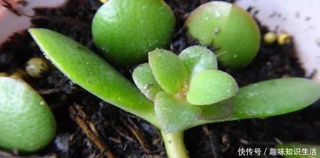 将玉树养成树状的盆景树，没想要还能开满一树白色的小花！