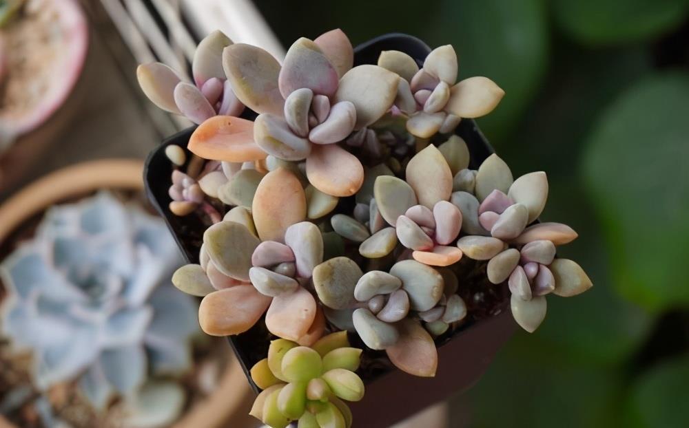 多肉|5种好看又好养的多肉,看一眼就爱不释手,还能开出俊秀的小花