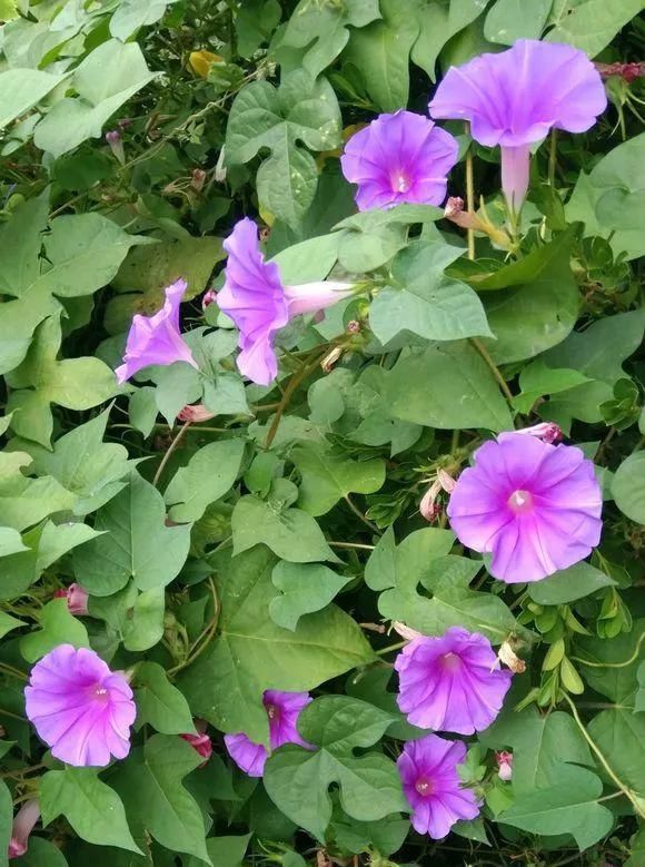 33种花，33首歌，太美了！