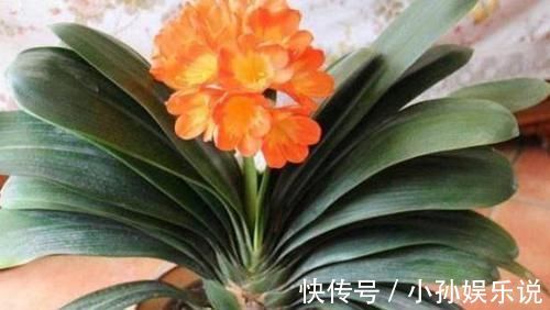 龟背竹|有钱人家里都养这5种花,身体越住越健康,家人起码长寿十年