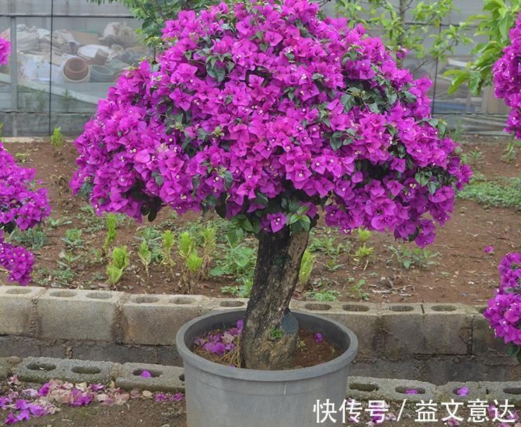 盆栽|家庭养三角梅,不达到这4个条件,盆栽很难四季开花