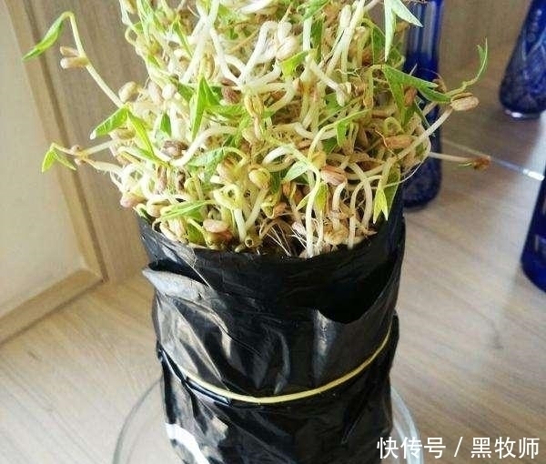 豆芽|豆芽不用买,一个塑料瓶+一把绿豆,够全家吃好几天