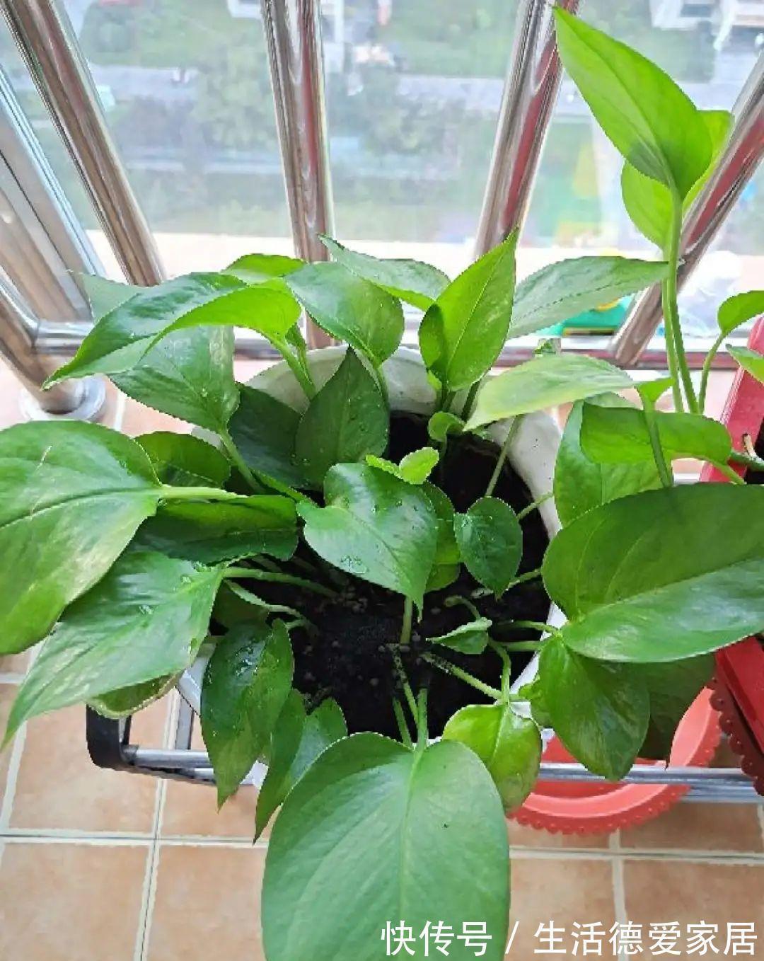 绿萝|绿萝穷养,兰花富养,才能养成宝贝,你真的懂吗?