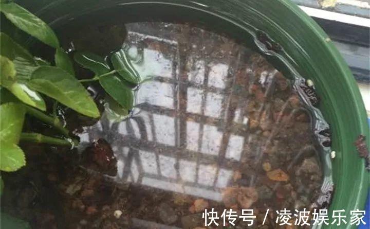 养花|新手养花不用愁，给你支3招，烂根也能救过来！