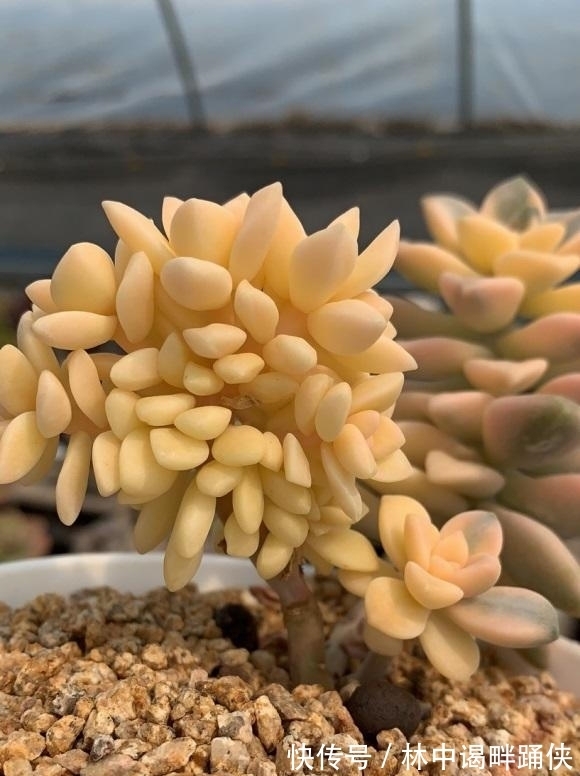 多肉|一入“肉坑”深似海,养多肉不能着急,慢慢养,多肉才不会死