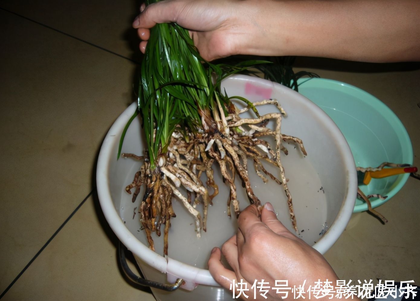 养好兰花上盆步骤是关键,做好6个“小细节”,后续养护没烦恼