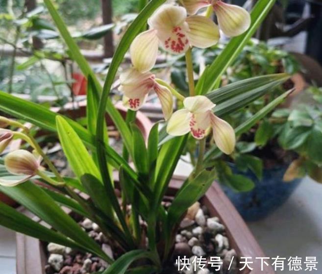 新手秋天养兰花,3个浇水要点要谨记,做好了根壮叶旺开花美