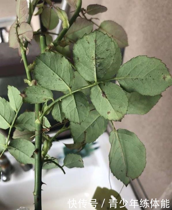 月季花苞越来越小趁着天热“剪几刀”，再次开花又大又密！