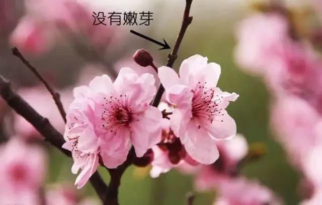 期待|观赏花先要认识一下梅花樱花桃花杏花梨花李花，傻傻分不清？