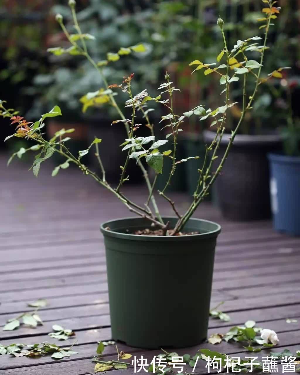 有3种花，春季绝对不可以修剪，这样才能花苞更多，枝枝有花