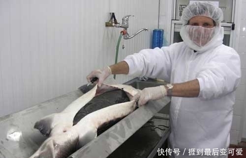 食物|它被称为食物中的“黑黄金”,吃一口相当于吃掉一套房子