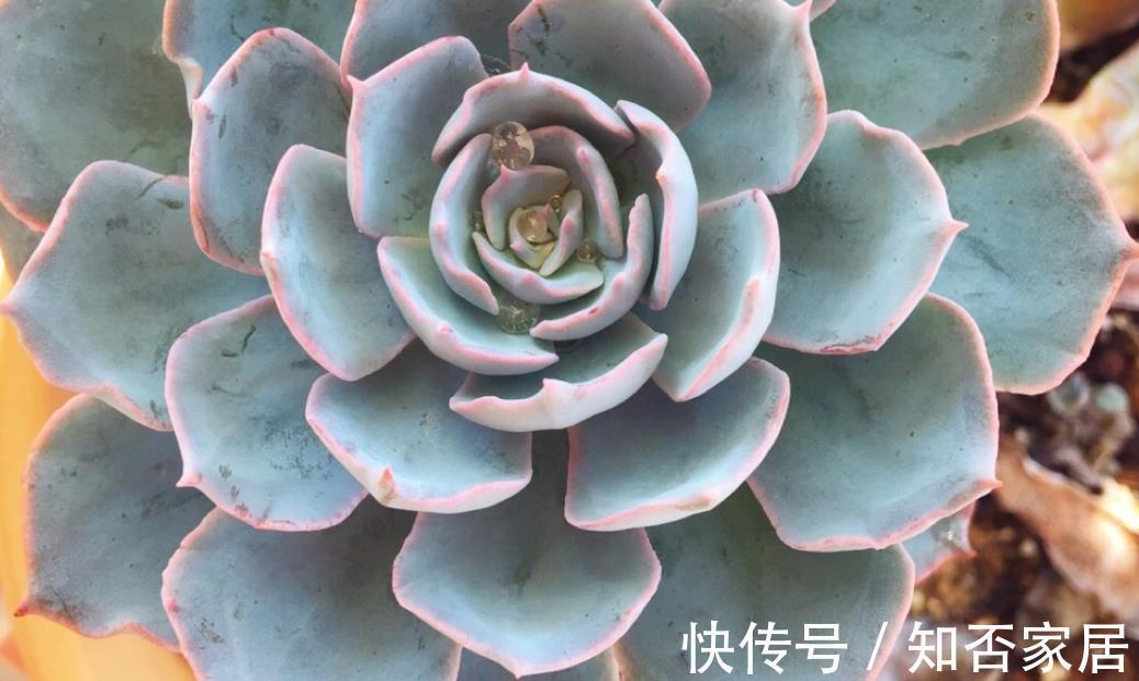 阳台上|7月养多肉就选这款夏型种,天热爱上色、出状态,值得拥有