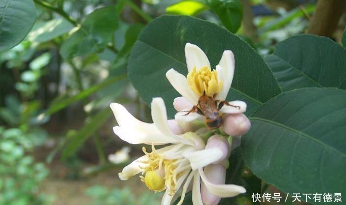 果树|盆栽柠檬想要开花多结果多,几点很重要,做好了能收获满满