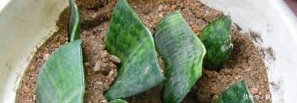 扦插|这3种花,不用花钱买!只要几片叶,丢进土里,就能养出一满盆!