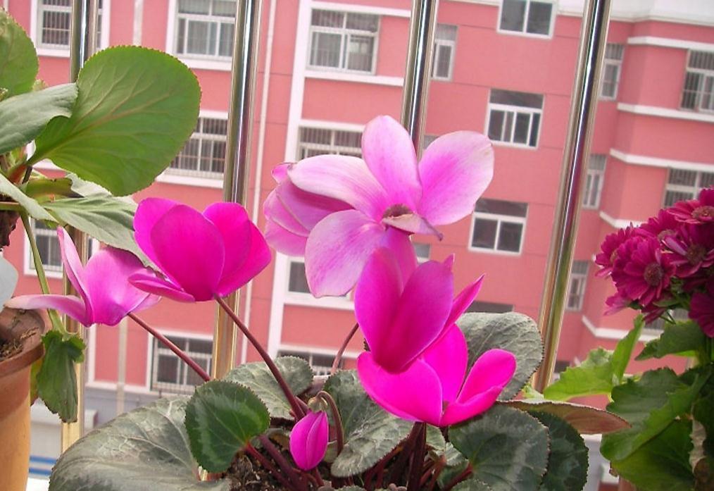 七种漂亮花，天生“不怕冷”，好养寓意好，喜欢别错过