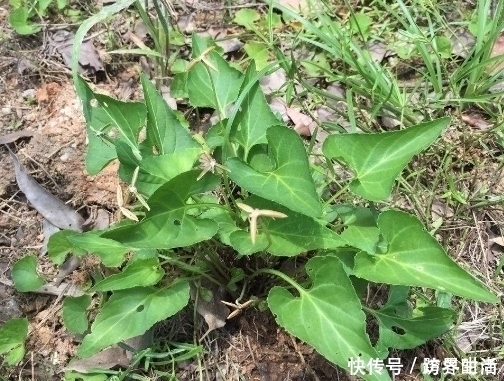 農村|農村這種常見的野草,能清熱解毒,涼血消腫,清肝明目,你認識嗎