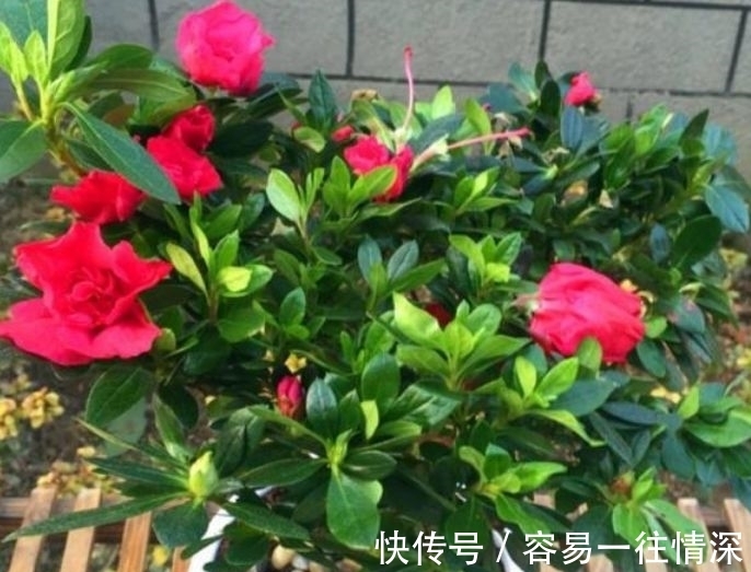 万年青万年青|4种花养了就爆盆,花开富贵华丽,多姿多彩,南北方都可养!