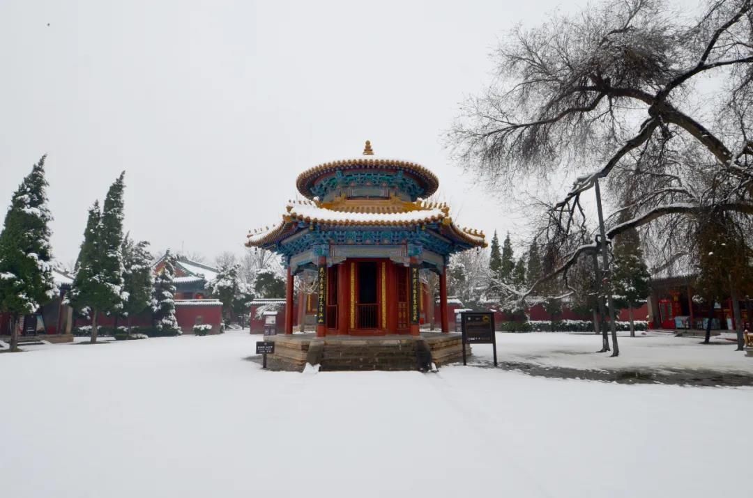 中年|焦作：桃花飞雪醉游人~