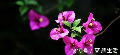 我把三角梅催花的方法都写在这里了，求你们别再问为什么不开花了