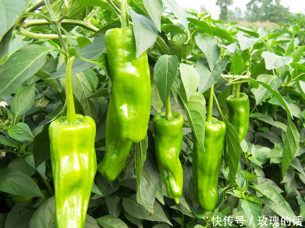 辣椒品种繁多,哪种辣椒最好吃你又知道哪几种辣椒