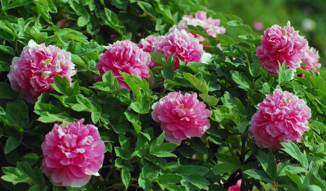 适合新手养护的几种花,香味逼人,好养活又非常美丽