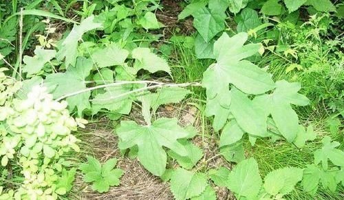 风湿性关节炎|农村一种平凡的野草,地下藏着“金不换”,泡酒是养生神器