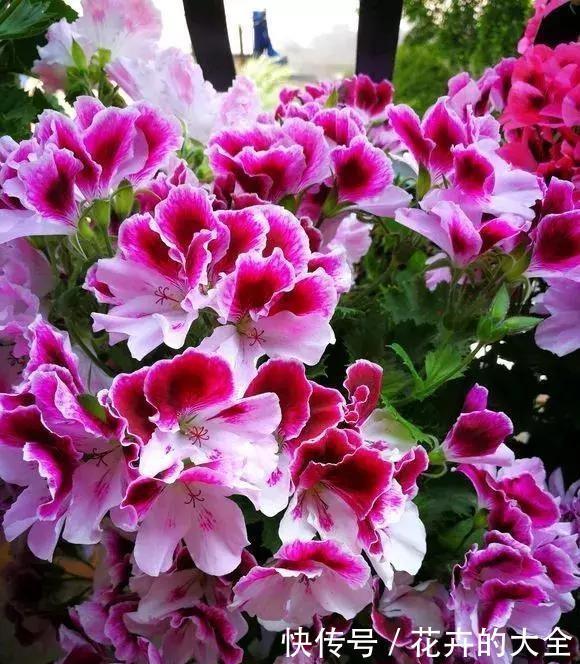 懂花的人,喜欢这5种盆栽,“花比叶子多”,轻松养到爆盆