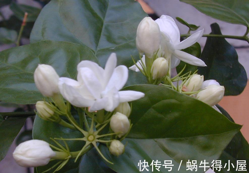残花|三伏天养茉莉花,学会2点修剪方法,可以让茉莉花多开几茬花