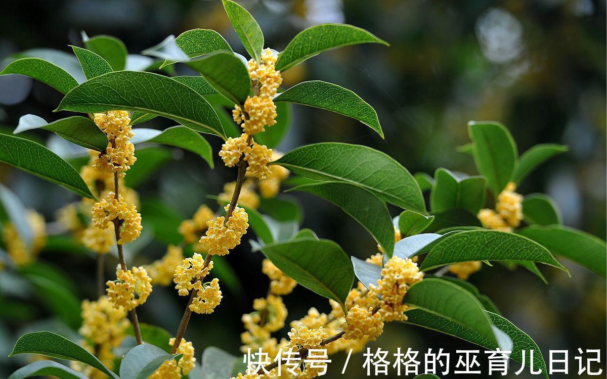 10月家中种3“养生花”，年年开花多又艳，做到人养花花养人