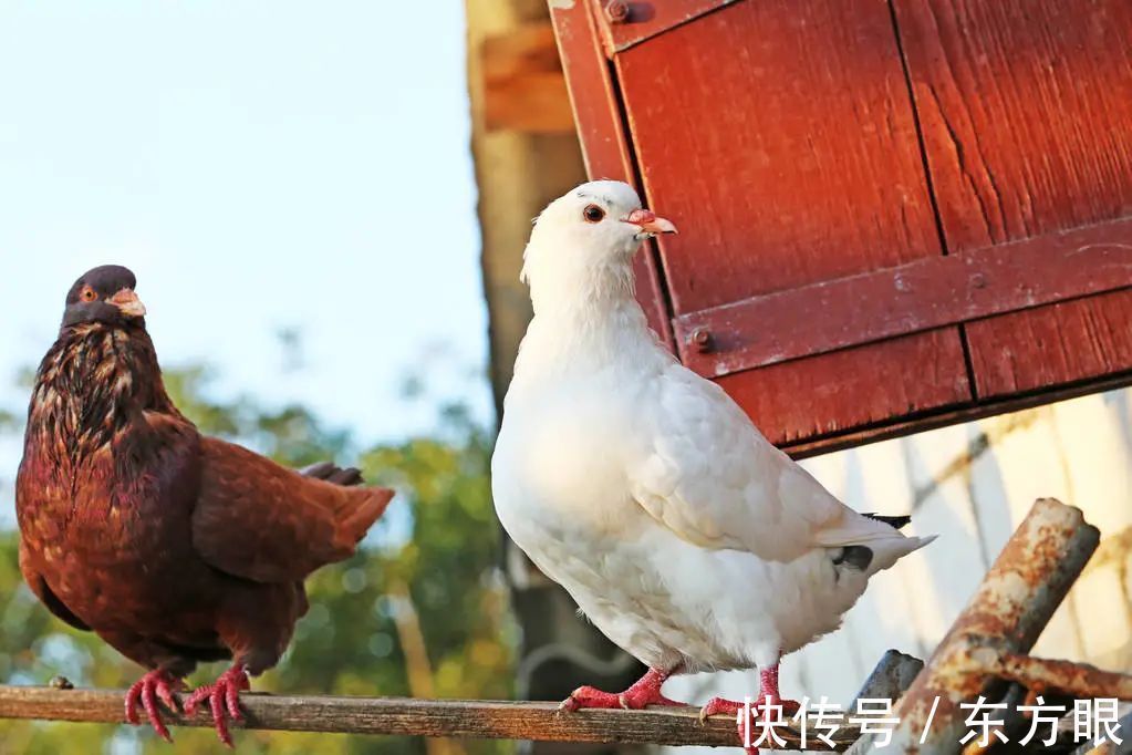 |幽默段子:小老婆