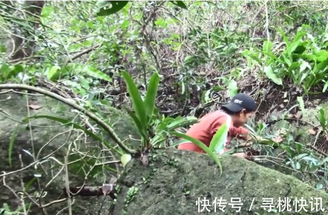 石上藕|农村深山里的这种植物，名叫石上藕的珍贵药材，一斤卖一千块钱