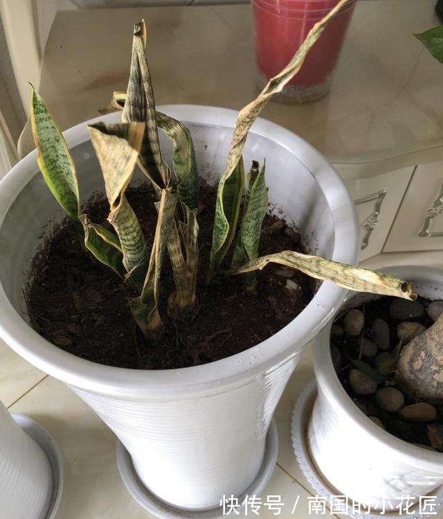 发芽|养了1年虎皮兰,不长叶、不发芽?可能是3个原因导致