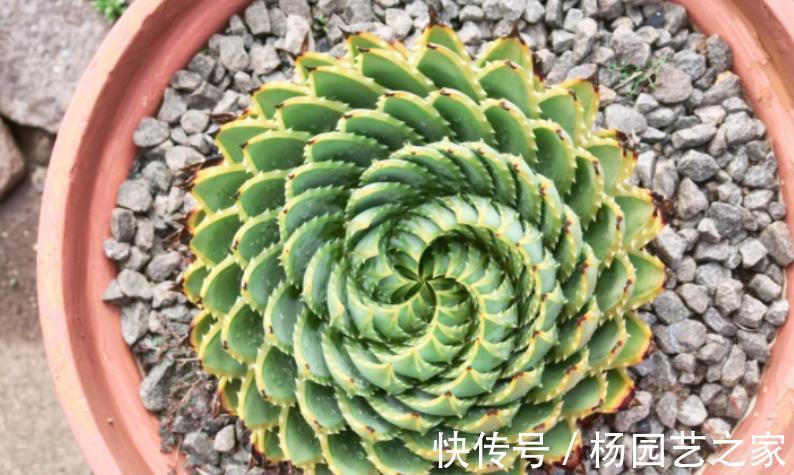 逆袭|螺旋芦荟的逆袭：幼苗人人买得起，养5年身价抵白领半年工资