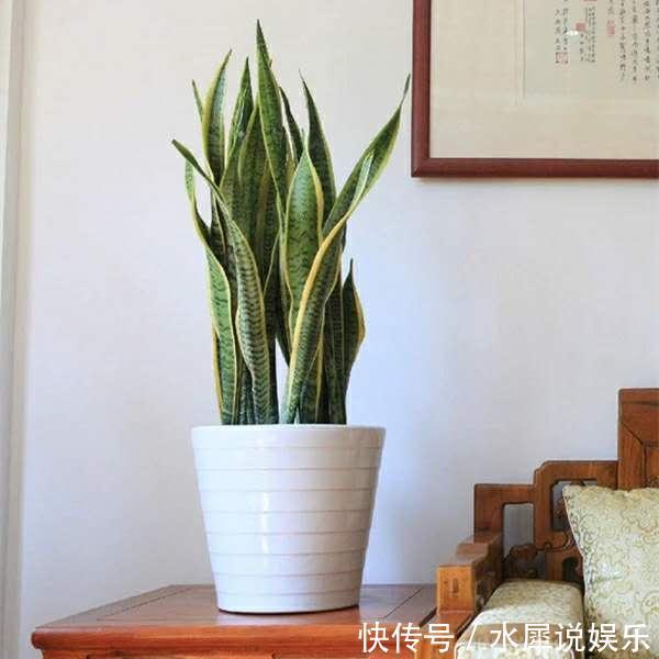 小芽|虎皮兰长得慢、不冒小芽盆土“一扒拉”,小芽蹭蹭窜出来!