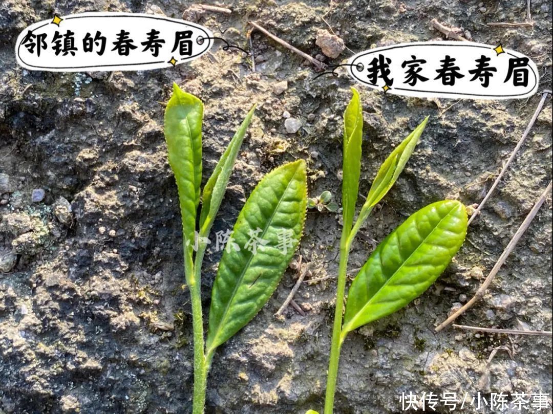 叶片|白牡丹和春寿眉散茶时还分得清，压饼后就混淆了？村姑陈教你3招