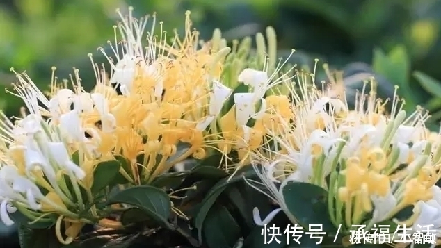 睡眠质量|长期失眠的人,这3种“安眠”食物要多吃或许让你“沾床就睡”