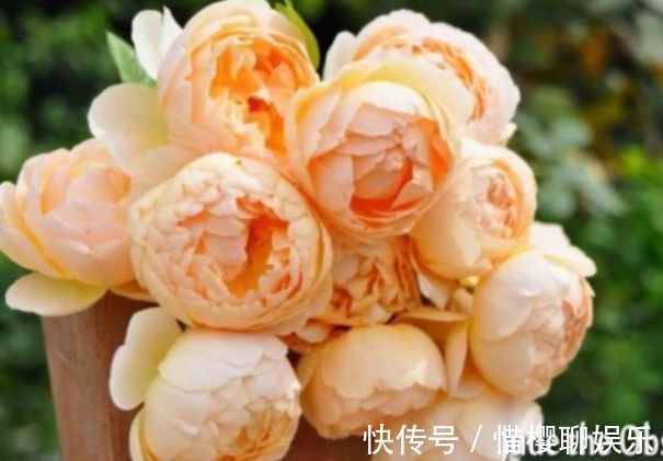 玫瑰|喜欢菊花，不如养盆“玫瑰精品”无名的裘德，水果香味，清秀迷人